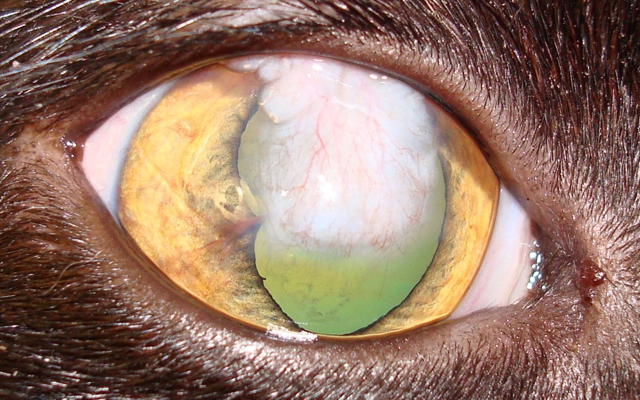 Ophthalmology Suwannee Oaks Animal Clinic